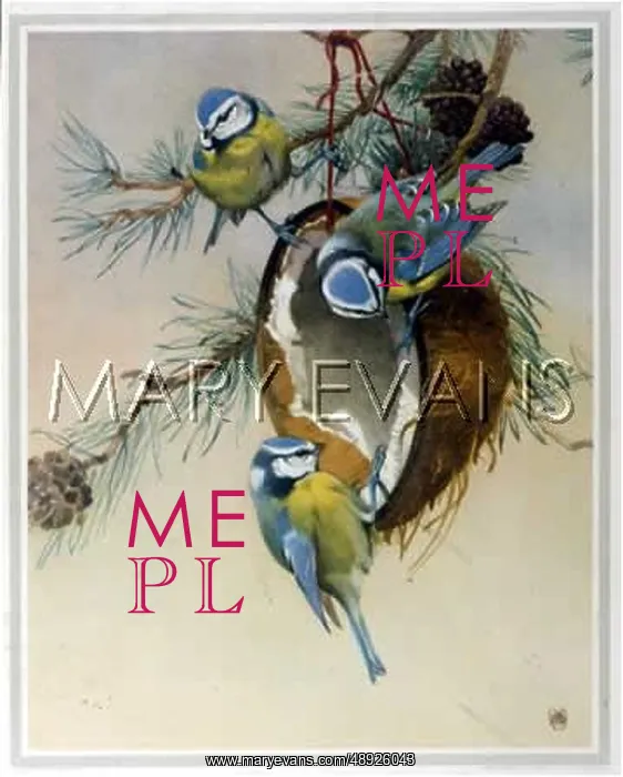  : BLUE TIT (MORRIS)