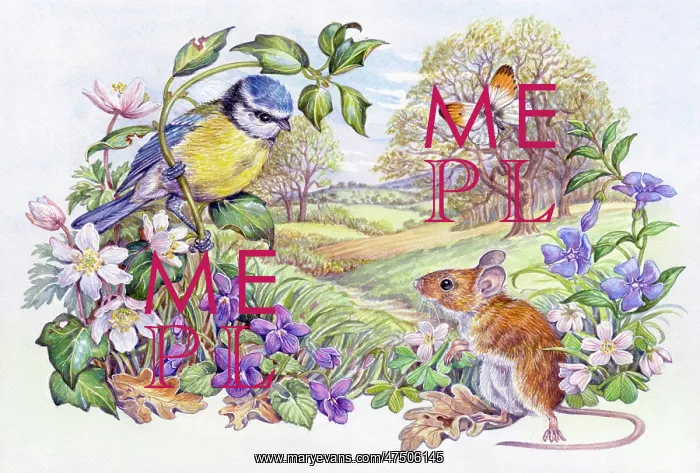 : Blue Tit, Mouse and Orange-tip Butterfly : Blue Tit, Mouse and Orange-tip Butterfly