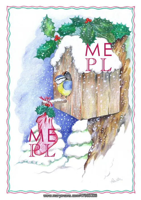 : Blue tit in nesting box with Christmas stocking : Blue tit in nesting box with Christmas stocking