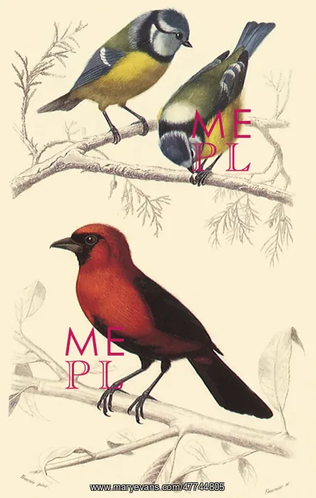  : Blue Tit and an Orange Oriole