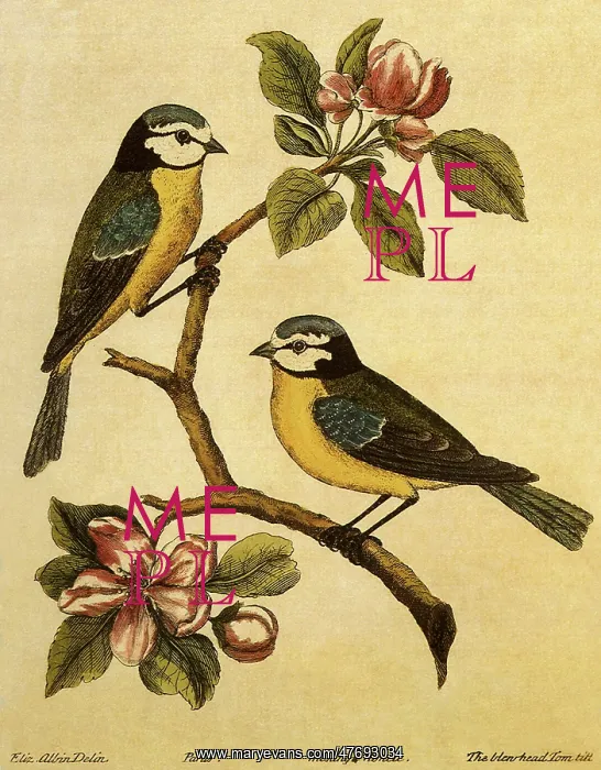 : Blue Tit, Parus caeruleus : Blue Tit, Parus caeruleus