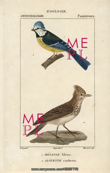 : Blue tit, Parus caeruleus, and crested lark : Blue tit, Parus caeruleus, and crested lark