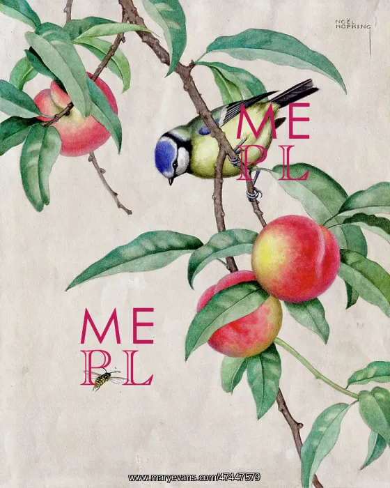  : Blue Tit on Peach Branch with Wasp