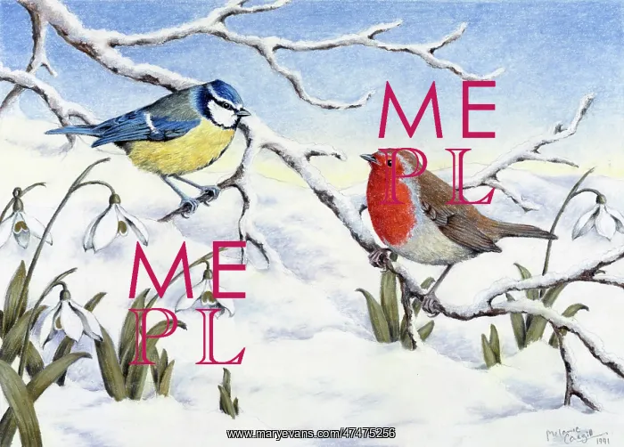 : Blue Tit and Robin on snow covered branch : Blue Tit and Robin on snow covered branch