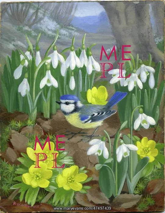  : Blue Tit among Snowdrops and Aconites