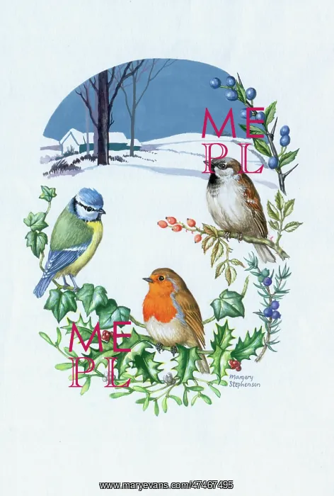 : Blue tit, Sparrow and Robin on holly, ivy etc : Blue tit, Sparrow and Robin on holly, ivy etc