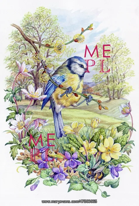 : Blue tit with windflowers, violets, primroses : Blue tit with windflowers, violets, primroses