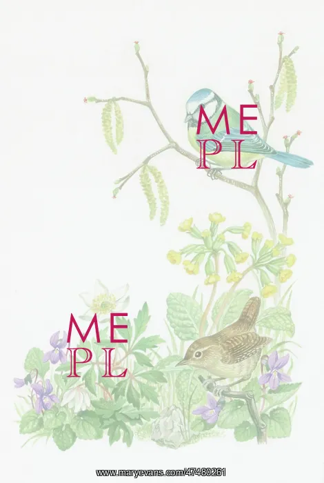 : Blue Tit and Wren with lamb's tail, cowslips : Blue Tit and Wren with lamb's tail, cowslips