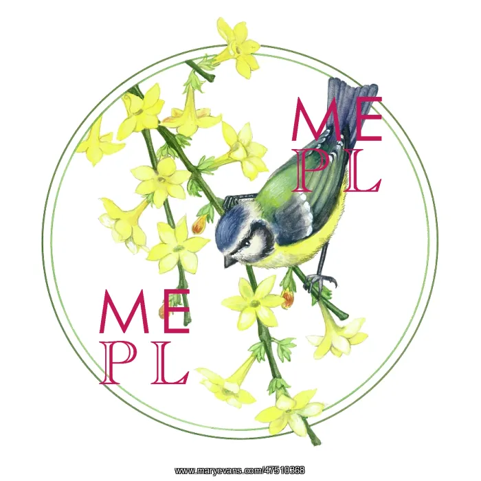  : Blue Tit on yellow jasmine