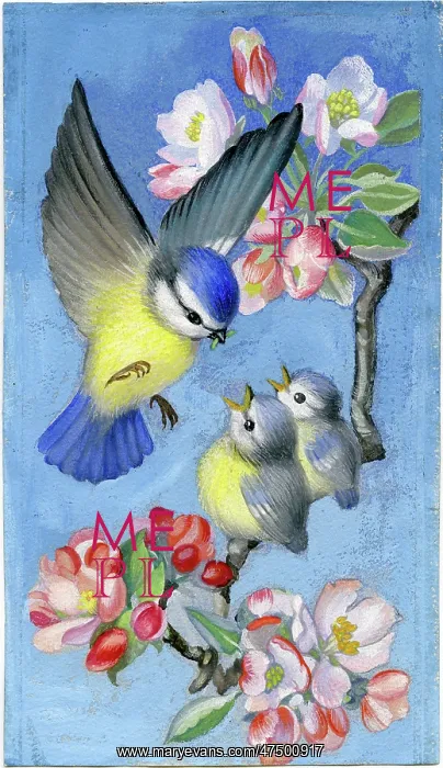 : Blue tit and young on apple blossom : Blue tit and young on apple blossom