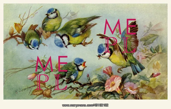  : Blue tits. From a series of postcards