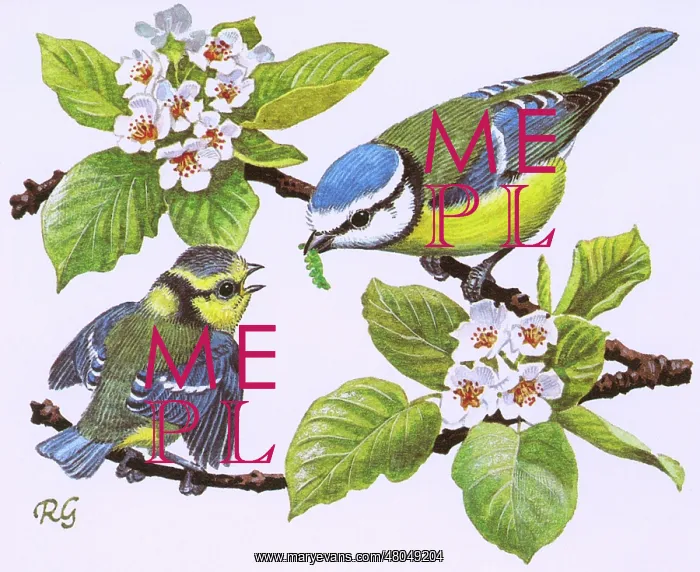 : Blue Tits. A mother offers a worm to her chick : Blue Tits. A mother offers a worm to her chick