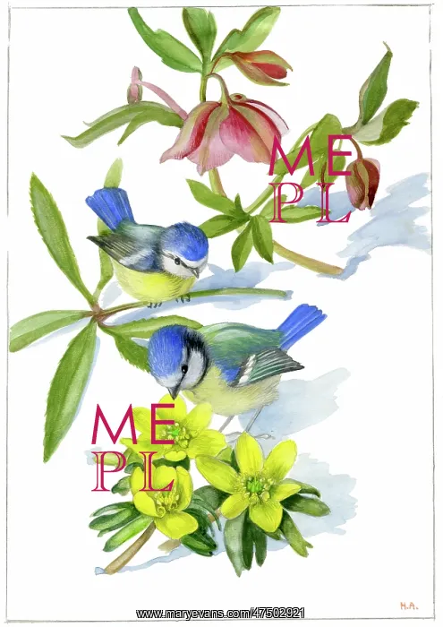 : Blue tits, aconites and hellebores in snow : Blue tits, aconites and hellebores in snow