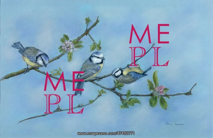 : Blue Tits on Apple Blossom : Blue Tits on Apple Blossom