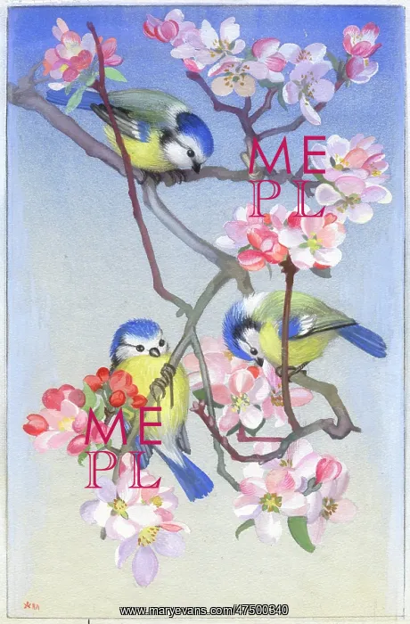  : Three Blue Tits on Apple Blossom