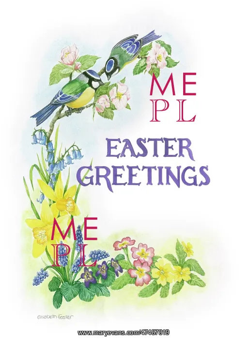 : Blue Tits on Apple Blossom with spring flowers : Blue Tits on Apple Blossom with spring flowers