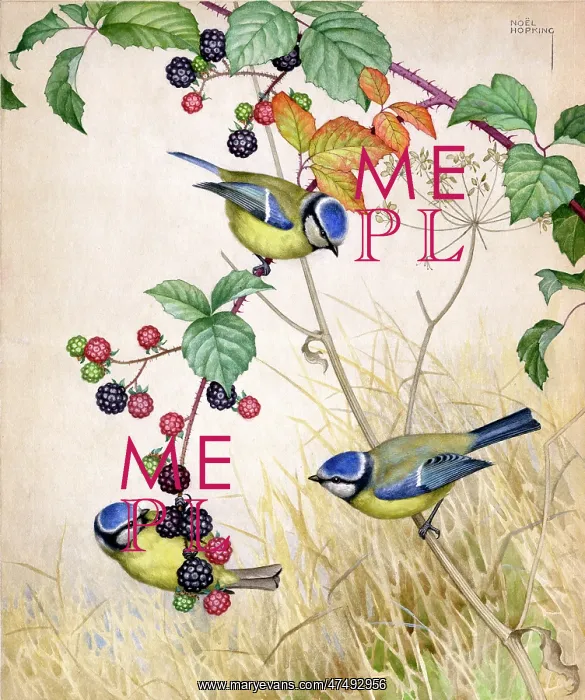  : Three blue tits on blackberry