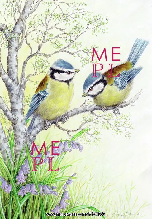  : Blue tits and bluebells