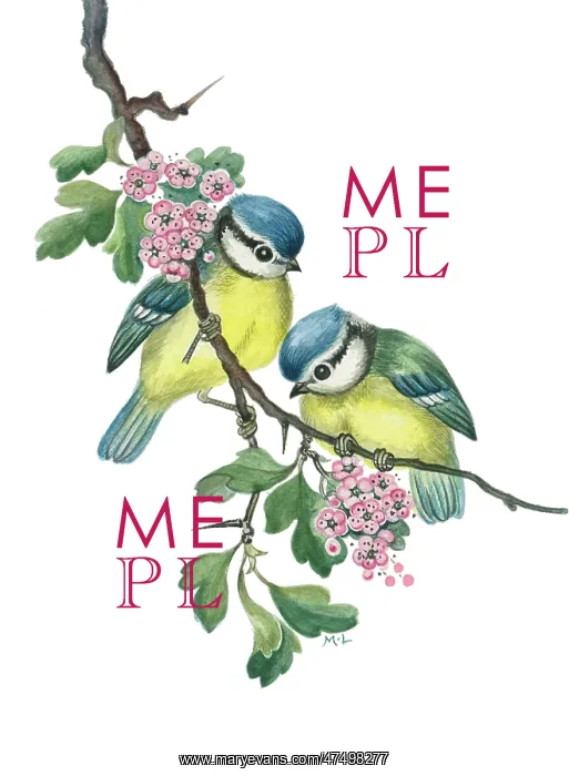  : Two blue tits on a branch with pink blossom