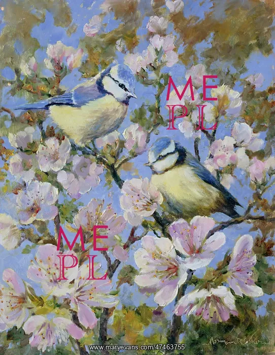  : Blue Tits on Cherry Blossom