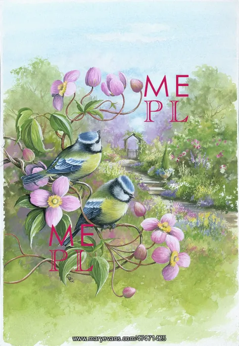  : Blue Tits on Clematis in garden