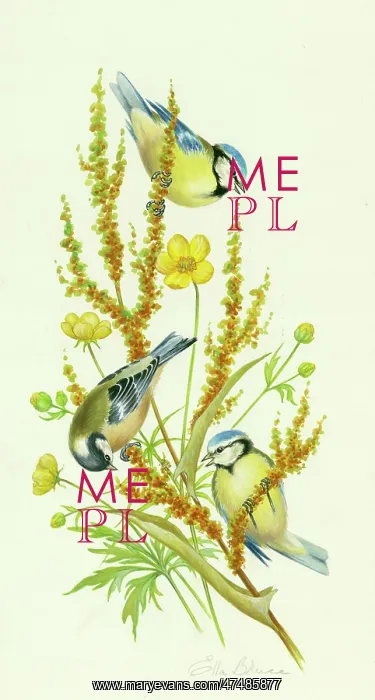  : Blue tits, coal tit, buttercup and sorrel