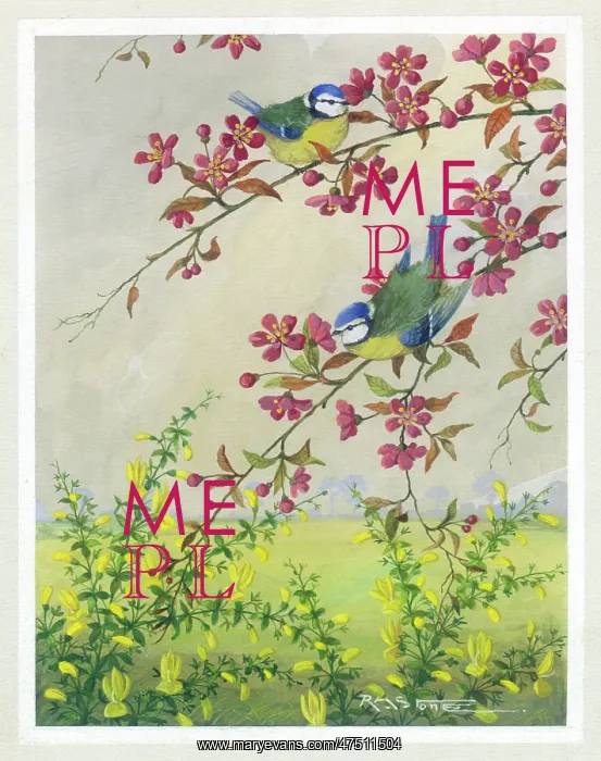 : Blue Tits on crab apple : Blue Tits on crab apple