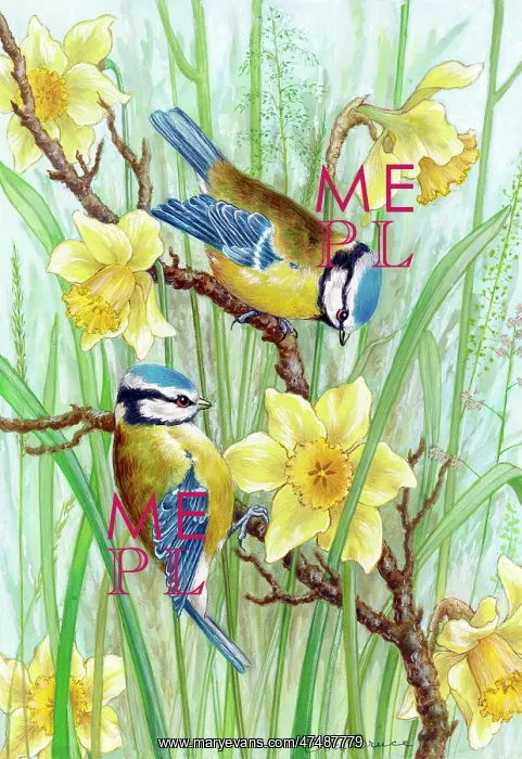  : Blue tits and daffodils