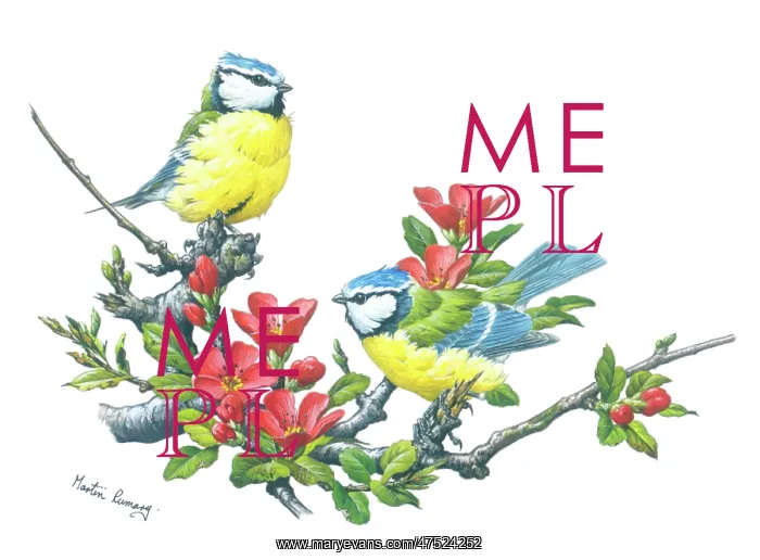  : Two Blue Tits and Japonica