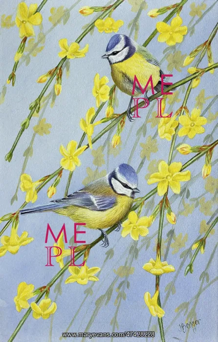  : Blue tits on Jasmine