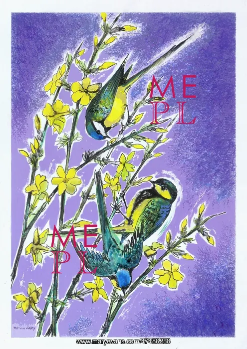  : Three Blue Tits on Jessamine with purple background