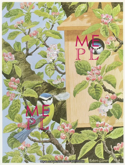 : Blue Tits and Nestbox : Blue Tits and Nestbox