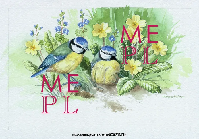 : Blue Tits with Primroses and Speedwell : Blue Tits with Primroses and Speedwell
