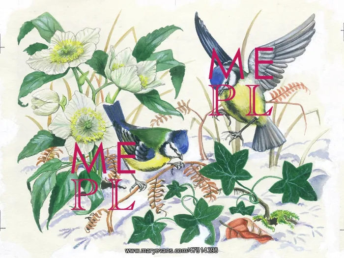 : Two Blue Tits in the snow with Christmas Roses : Two Blue Tits in the snow with Christmas Roses