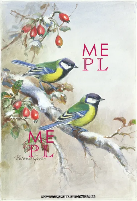  : Two blue tits on a snowy bough, with rose hips