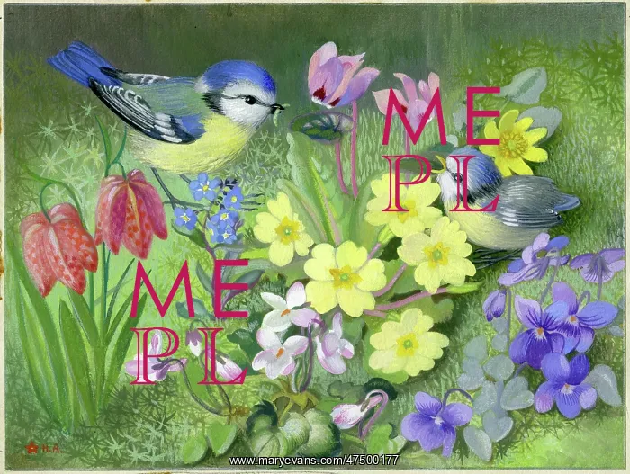 : Blue tits amongst wild flowers : Blue tits amongst wild flowers
