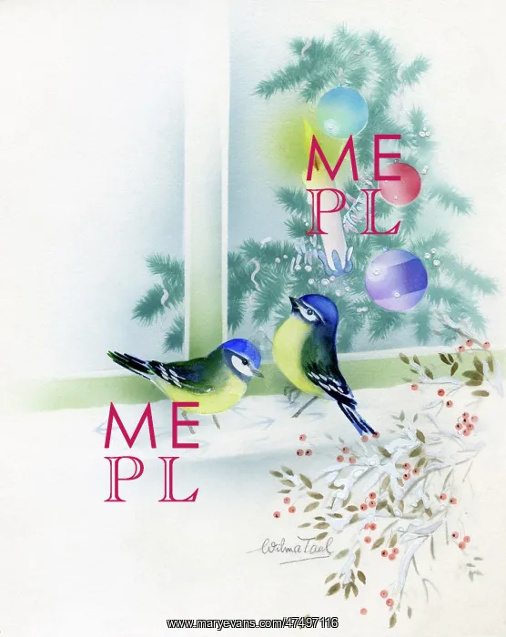 : Blue Tits on window sill and Christmas tree : Blue Tits on window sill and Christmas tree