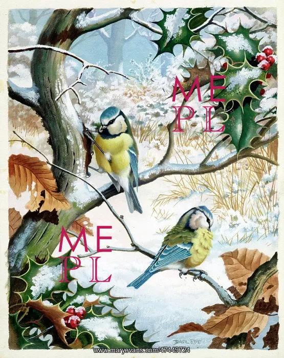  : Blue Tits in Winter