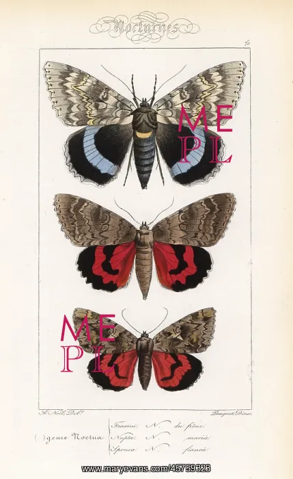 : Blue underwing, red underwing and dark crimson underwing : Blue underwing, red underwing and dark crimson underwing