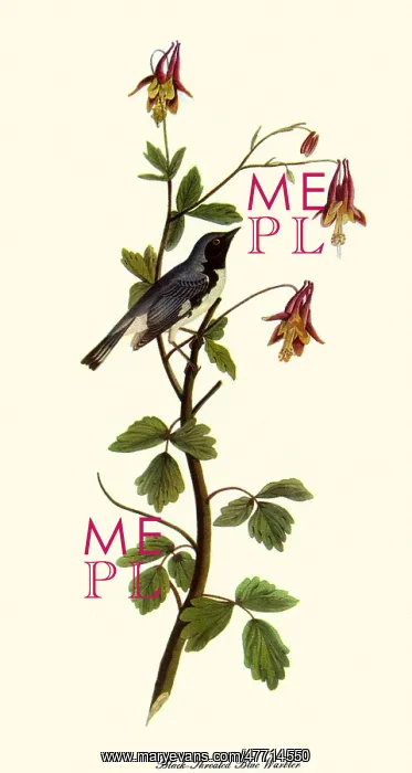 : Blue Warbler : Blue Warbler