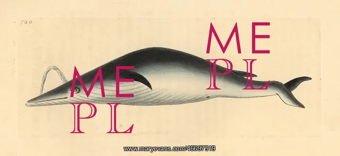 : Blue whale, Balaenoptera musculus : Blue whale, Balaenoptera musculus