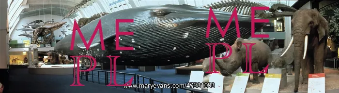 : Blue whale exhibit : Blue whale exhibit
