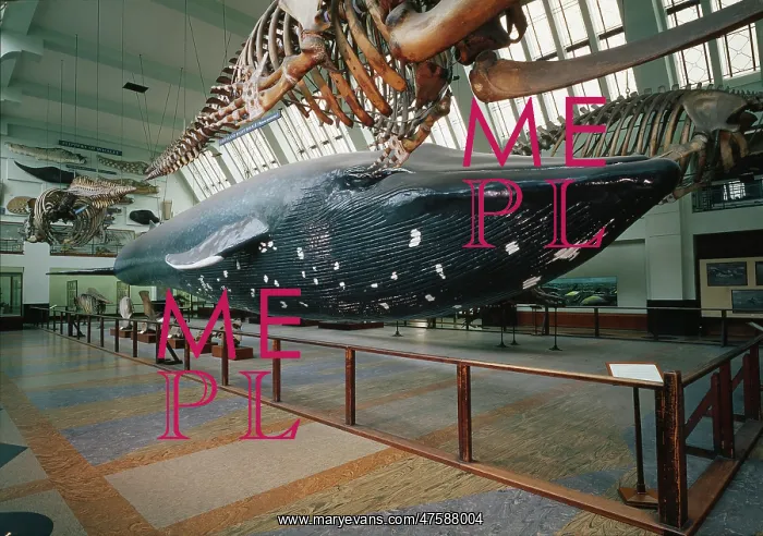 : The Blue Whale exhibit : The Blue Whale exhibit