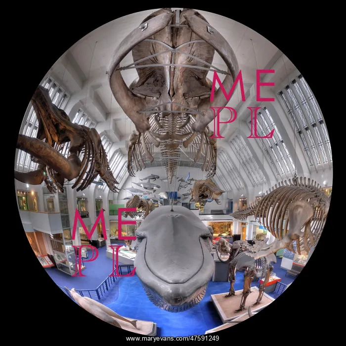 : Blue Whale Hall : Blue Whale Hall