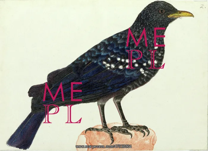 : Blue whistling thrush, Myoponus caeruleus : Blue whistling thrush, Myoponus caeruleus