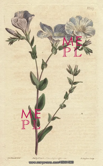 : Blue and white flax with pale blue flowers : Blue and white flax with pale blue flowers