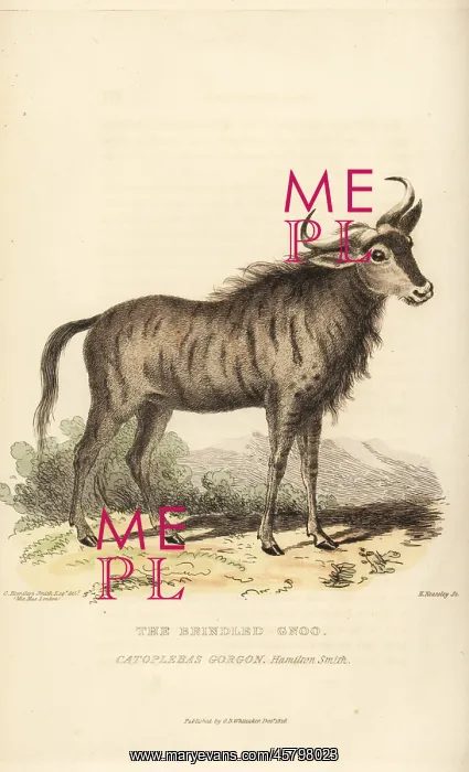 : Blue wildebeest, Connochaetes taurinus : Blue wildebeest, Connochaetes taurinus