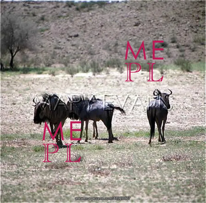 : BLUE WILDEBEEST / KANUS : BLUE WILDEBEEST / KANUS