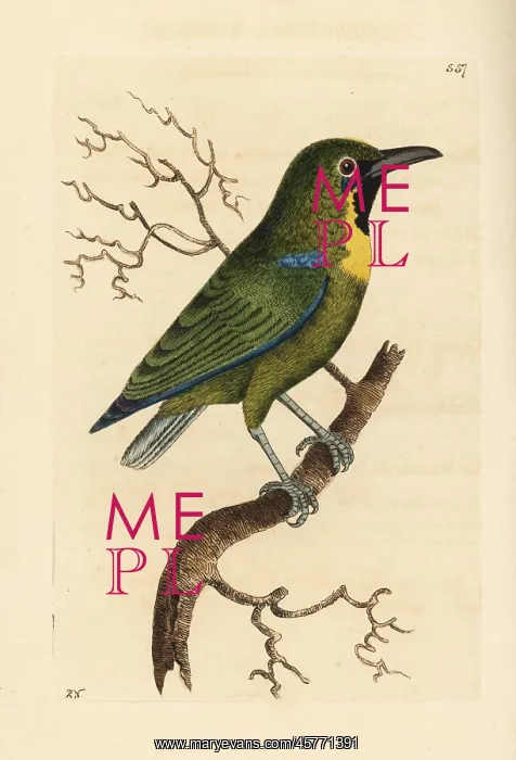 : Blue-winged leafbird, Chloropsis cochinchinensis : Blue-winged leafbird, Chloropsis cochinchinensis