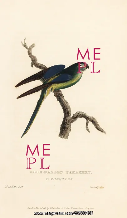: Blue-winged parrot, Neophema chrysostoma : Blue-winged parrot, Neophema chrysostoma